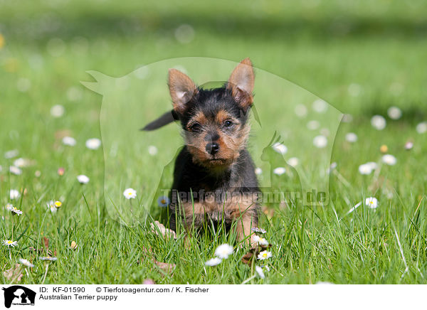 Australian Terrier puppy / KF-01590