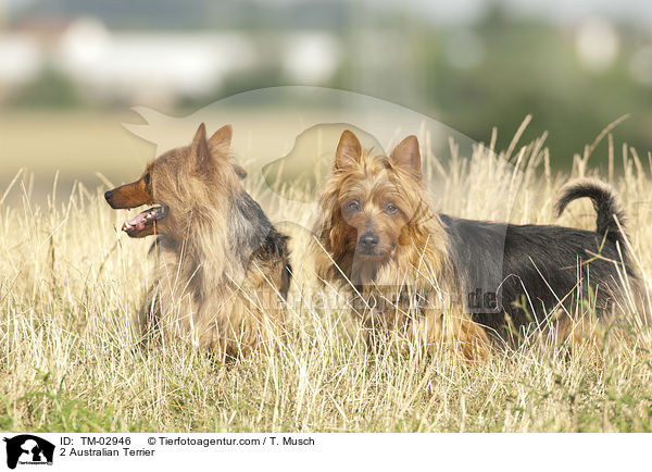 2 Australian Terrier / TM-02946