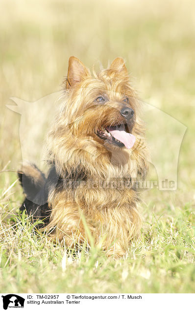 sitting Australian Terrier / TM-02957