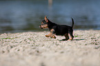 Australian Terrier puppy