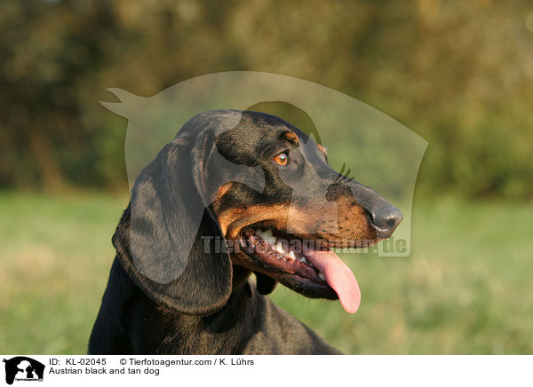 Austrian black and tan dog / KL-02045