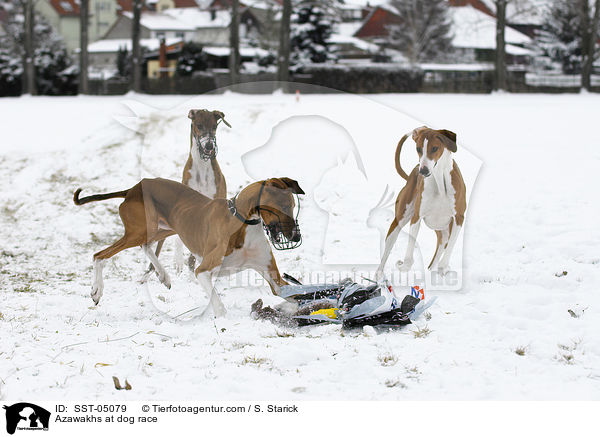 Azawakhs beim Hunderennen / Azawakhs at dog race / SST-05079