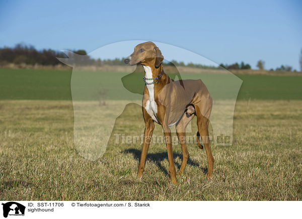 sighthound / SST-11706