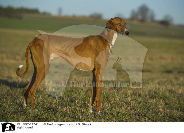 Azawakh / sighthound / SST-11741