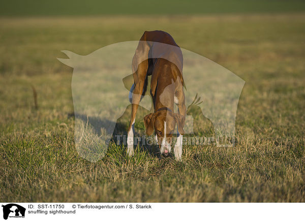 schnuppernder Azawakh / snuffling sighthound / SST-11750