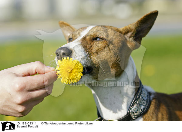 Basenji Portrait / Basenji Portrait / BS-03311