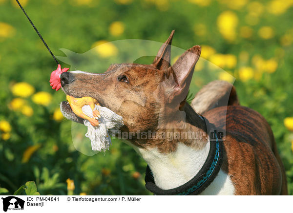 Basenji / Basenji / PM-04841