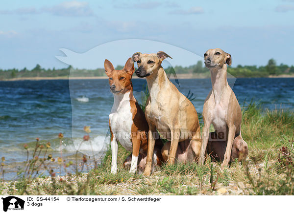 3 dogs / SS-44154