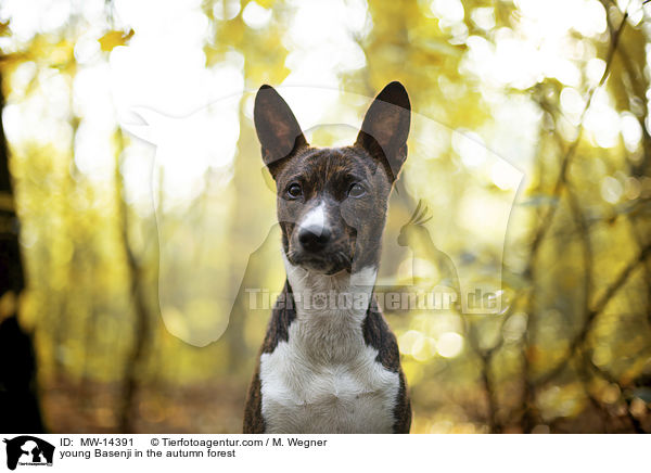 young Basenji in the autumn forest / MW-14391