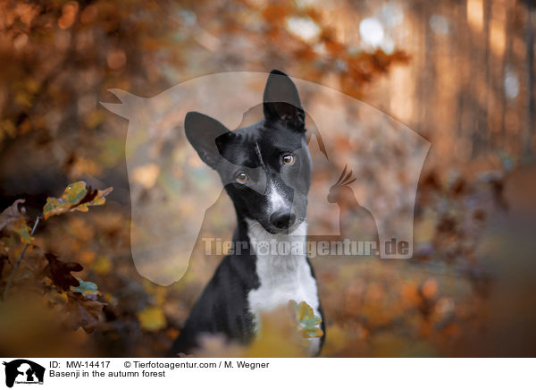 Basenji in the autumn forest / MW-14417