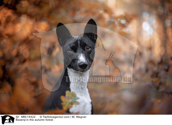 Basenji in the autumn forest / MW-14422