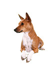 Basenji