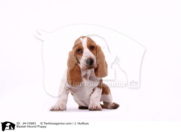 Basset Hound Puppy / JH-10983