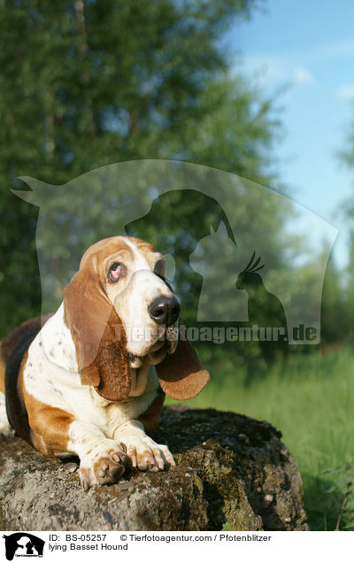 liegender Basset Hound / lying Basset Hound / BS-05257