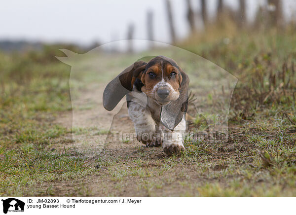 young Basset Hound / JM-02893