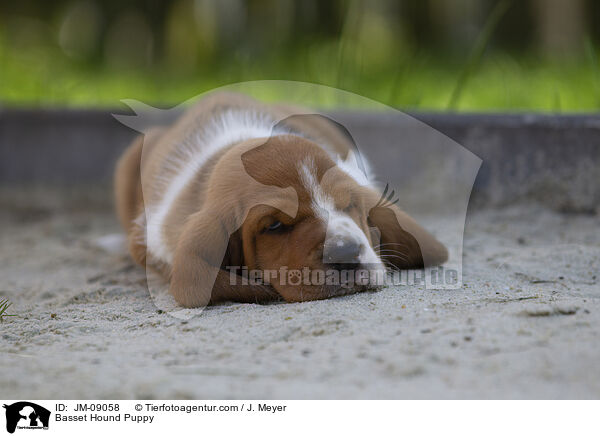 Basset Hound Welpe / Basset Hound Puppy / JM-09058