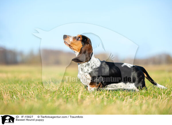 Basset Hound Welpe / Basset Hound puppy / IF-15827