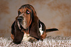 lying basset hound