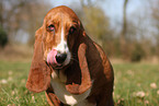 Basset Hound Portrait