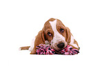 Basset Hound Puppy