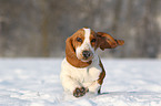 Basset Hound Puppy