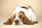 lying Basset Hound