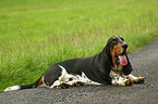 lying Basset Hound