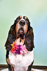 Basset Hound Portrait