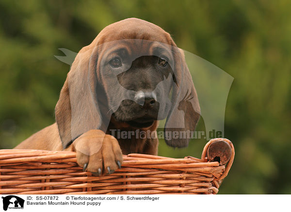 Bayerischer Gebirgsschweihund Welpe / Bavarian Mountain Hound puppy / SS-07872