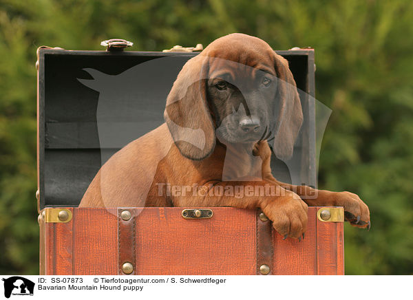 Bayerischer Gebirgsschweihund Welpe / Bavarian Mountain Hound puppy / SS-07873