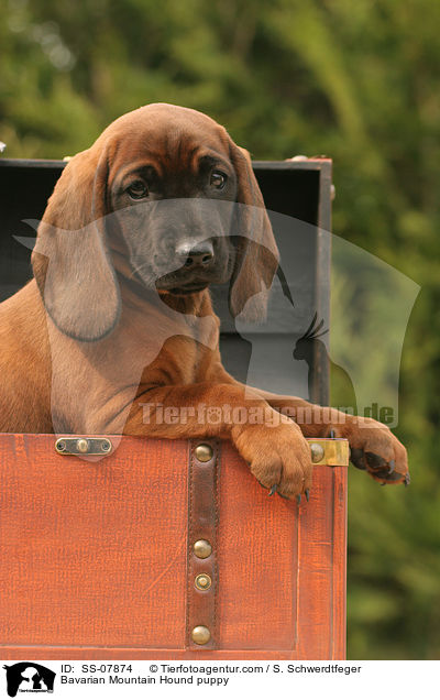Bayerischer Gebirgsschweihund Welpe / Bavarian Mountain Hound puppy / SS-07874