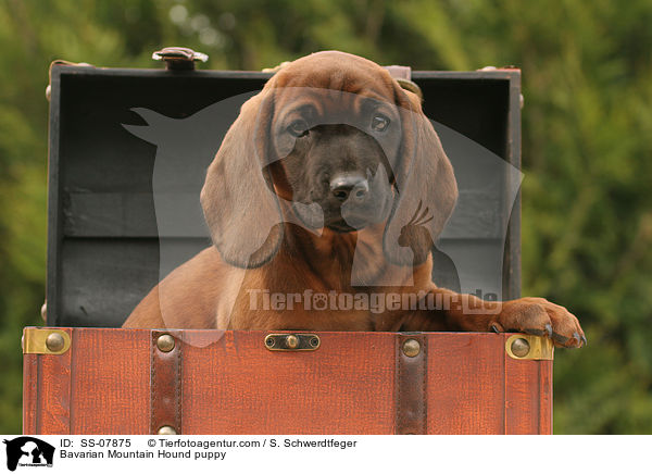 Bayerischer Gebirgsschweihund Welpe / Bavarian Mountain Hound puppy / SS-07875
