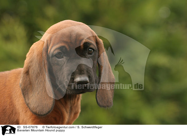 Bayerischer Gebirgsschweihund Welpe / Bavarian Mountain Hound puppy / SS-07876