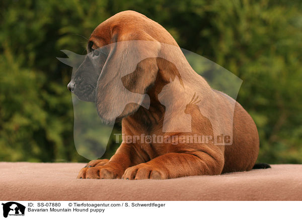 Bavarian Mountain Hound puppy / SS-07880