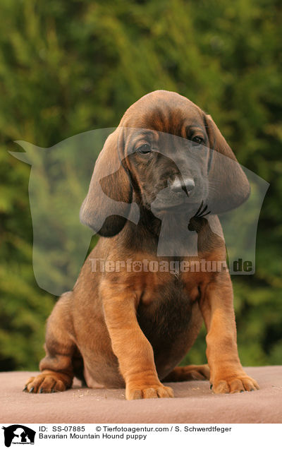 Bayerischer Gebirgsschweihund Welpe / Bavarian Mountain Hound puppy / SS-07885