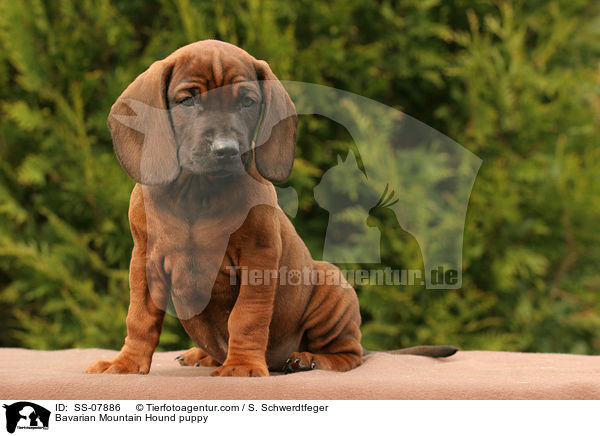 Bayerischer Gebirgsschweihund Welpe / Bavarian Mountain Hound puppy / SS-07886
