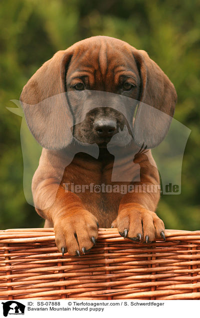 Bayerischer Gebirgsschweihund Welpe / Bavarian Mountain Hound puppy / SS-07888