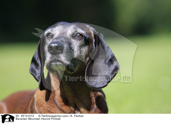 Bayerischer Gebirgsschweihund im Portrait / Bavarian Mountain Hound Portrait / KF-01012