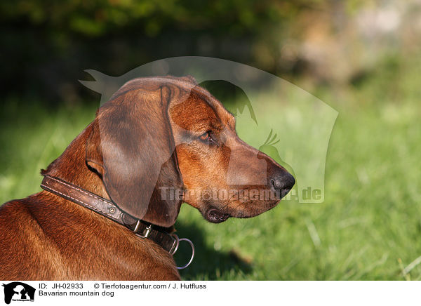 Bavarian mountain dog / JH-02933