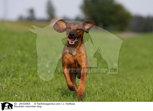 Bavarian mountain dog / JH-02963