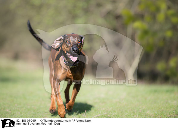 running Bavarian Mountain Dog / BS-07045