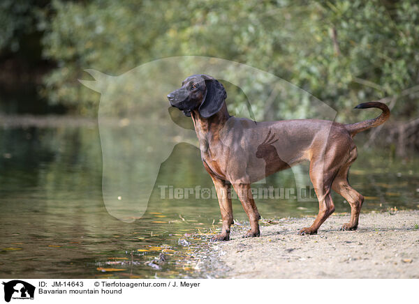 Bayerischer Gebirgsschweihund / Bavarian mountain hound / JM-14643