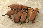 Bavarian Mountain Hound puppies