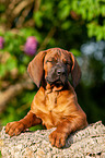 Bavarian Mountain Hound