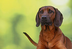 Bavarian mountain hound