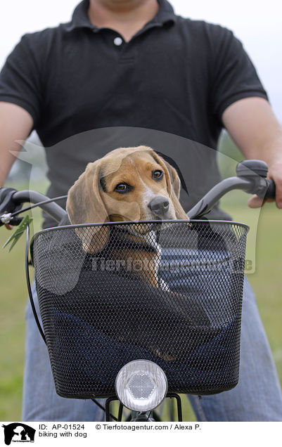 Fahrradfahren mit Hund / biking with dog / AP-01524