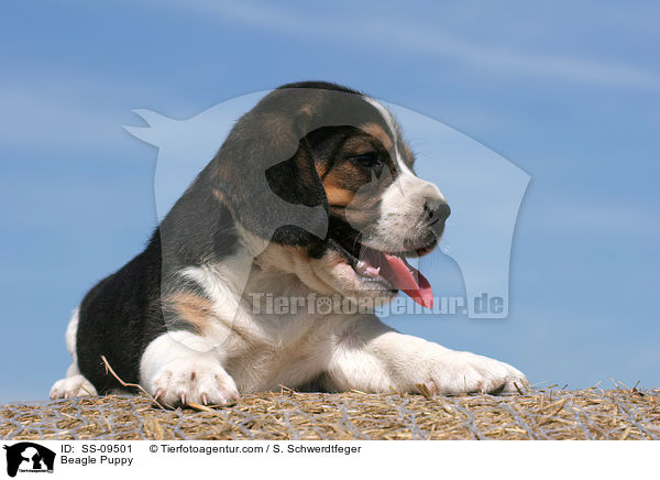 Beagle Welpe / Beagle Puppy / SS-09501