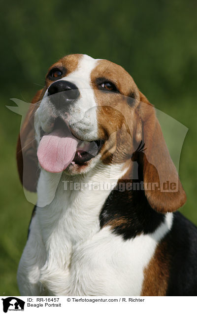 Beagle Portrait / Beagle Portrait / RR-16457