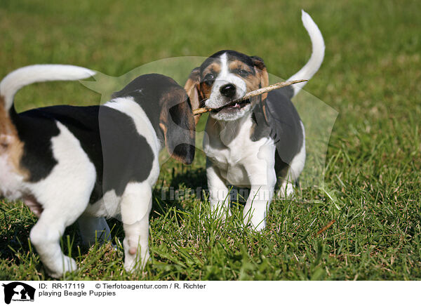 spielende Beagle Welpen / playing Beagle Puppies / RR-17119