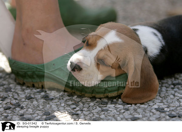 schlafender Beagle Welpe / sleeping beagle puppy / SG-01342